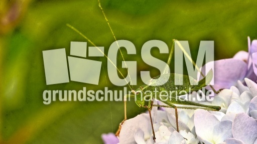 Kurzflügelige Schwertschrecke (13).jpg